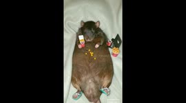 Rat ordered KFC for dinner