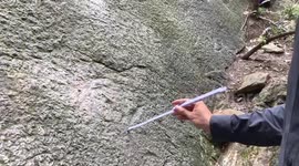 Early Jurassic era dinosaur footprints discovered by hiker in Chongqing