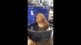 Dog Falls Asleep In Tub Of Water
