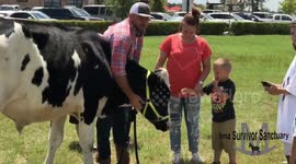Farmer takes cow to Chick-fil-A for Cow Appreciation Day