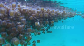 Thousands of jellyfish in their swarms shut down Filipino beach