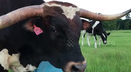Cow-Shaming! Texas Longhorn gets disrespected while making video!