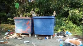 Gang of Hungry monkeys made the dustbins a mess