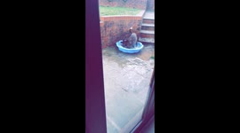 Water dog