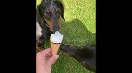 Dinky and Landry enjoying icecream