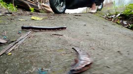 Indonesian motorcyclist fails maneuvering past HUGE millipede and crashes