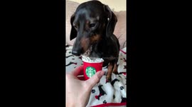 Landry enjoying his Puppaccino!!!