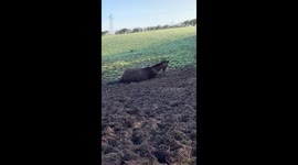 Horse rolling and bucking