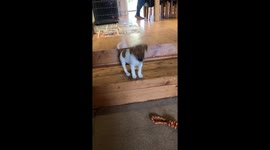Little puppy barking on a step