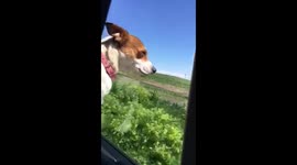Jack Russell enjoying the breeze