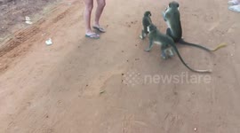 Wild monkeys eating lollipops