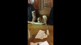 Jack Russell dog enjoying carvery roast dinner in the pub