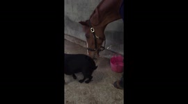 Giant horse licks Labrador