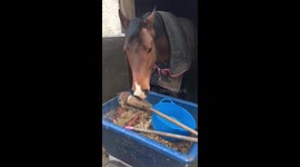 Lewis the horse wants to help muck out