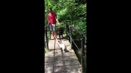 Jack Russell jumping into stream and swim