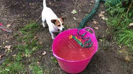 Dog steals hose and gets sprayed