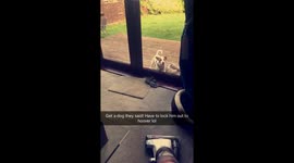 Dog hates hoover!