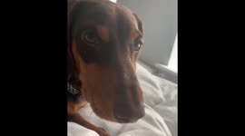 Sausage Dog Singing