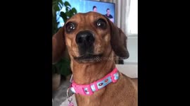 Window watching sausage dog is not happy when the postman knocks