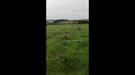 Super fast collies racing in the field