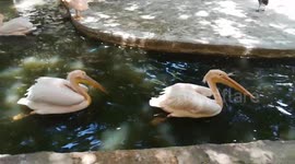 Pink Pelican Queued In Line For Fishes