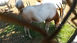 Hungry Family Of Horned Oryx