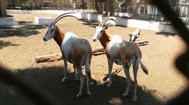 New Spices Of African Horned Oryx In Zoo