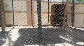 Hungry Chlorocebus aethiops Running Crazy In Cage