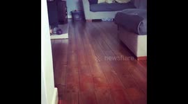 Dachshund - Mummy’s home