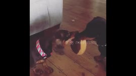 Dachshund girl always win