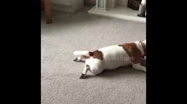 Doggy tug of war between jack Russell and sausage dog