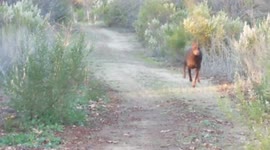 Pack of wild coyotes attempt to lure dog into bushes