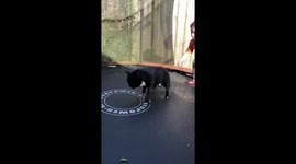 Frenchie trampolining!