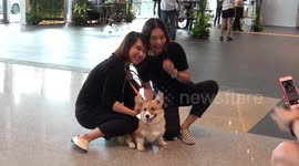Photogenic Pooches Attend Thailand International Dog Show