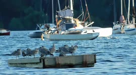 Seagull Family Time
