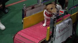 Doggy Treadmill Race