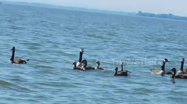 Canada Geese with Goslings thru Zoom lens