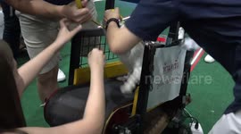 Dogs Race On Treadmills (second video)