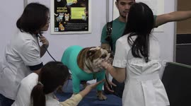 Thailand International Dog Show determines who is the very best boy