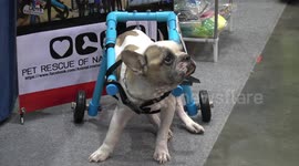Heartwarming moment disabled dogs try out canine wheelchairs