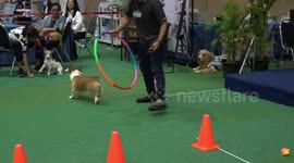 Dog Owners Train Their Pets With Sports