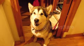 Alaskan Malamute Sojou loves to sing along by howling