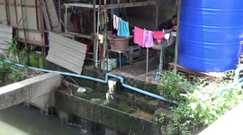 Health officials warn over severe outbreak of dengue fever in Thailand