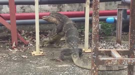 Huge monitor lizards 'hug' intensely next to canal in territorial dispute