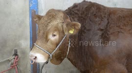 Farmer who was trampled by award-winning bull is reunited with the animal