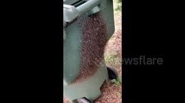 Thousands of spiders go crazy after being evicted from wheelie bin home in Texas