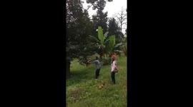 Vietnamese farmers demonstrate special technique while harvesting spiky durian fruits