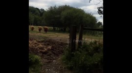 Highland Cattle at harvest being moved onto pastures new