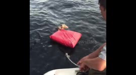 A drowning opossum is rescued by boaters