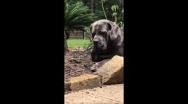 Dog befriends baby bird part 2